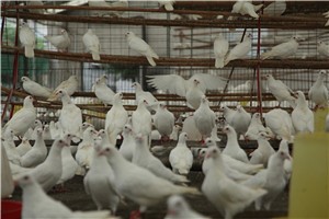 天成乳鸽、鸽蛋，“亮相”2020河南省优质特色农产品上海展览会