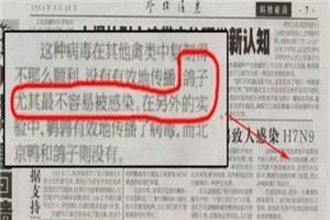 鸽子不易感染禽流感？