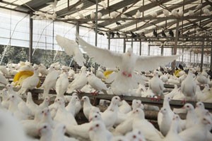 肉鸽养殖品种怎么选？