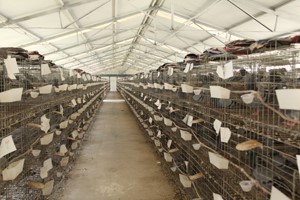 养殖肉鸽如何扩展销路？