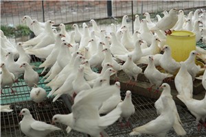 肉鸽养殖新法——机器代替人工