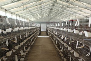 肉鸽养殖新法——机器代替人工