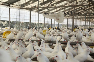 如何提高肉鸽养殖利润？