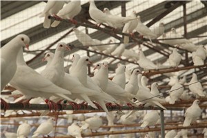 鸽子养殖大棚怎样建？