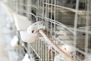 肉鸽养殖疫病防控七大法宝