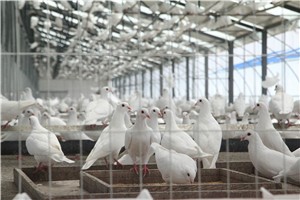 浅谈未来肉鸽养殖发展趋势