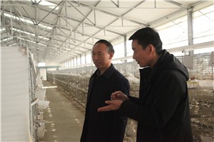 河南省农业农村厅领导莅临天成鸽业调研指导