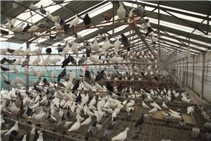 肉鸽养殖场中那些不可或缺的配套设施
