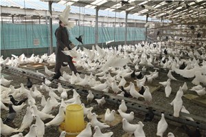 肉鸽养殖方式有哪些？
