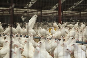 新配对肉鸽饲养管理要点有哪些？