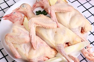 适合新手养的肉鸽品种有什么？