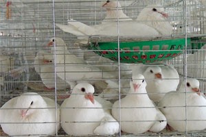 白羽王鸽的繁殖周期