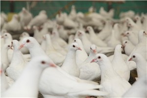 白羽王鸽的繁殖周期