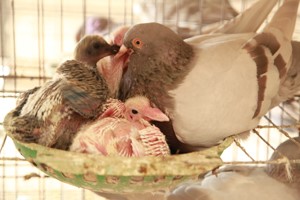 养殖肉鸽雏鸽怎么喂养？