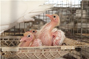 养殖肉鸽雏鸽怎么喂养？