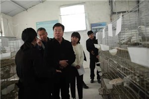 三门峡灵宝市政协副主席杜华卫莅临河南天成鸽业科技产业园调研指导