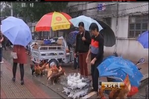 肉鸽养殖销售渠道有哪些？