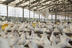 怎样解决肉鸽养殖业存在的这些问题？