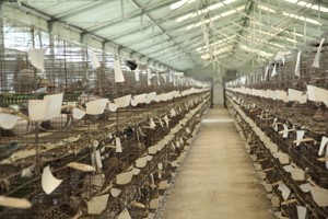 如何解决肉鸽养殖快速发展遇到的难题