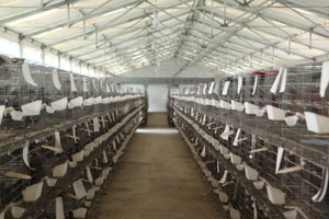 肉鸽养殖安全生产质量控制真的离不开这些？