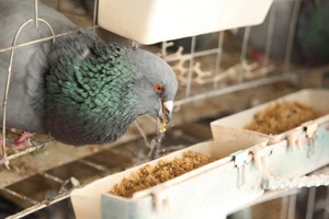 肉鸽养殖常用饲料有哪些