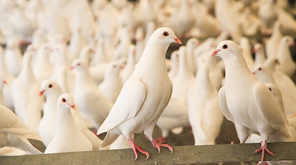 2022年肉鸽养殖前景如何?
