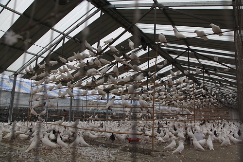 鸽子养殖笼养好还是散养好？