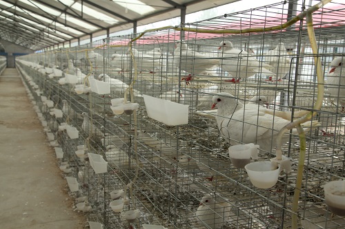 鸽子养殖笼养好还是散养好？