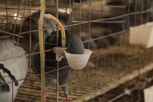 养殖肉鸽品种的选择