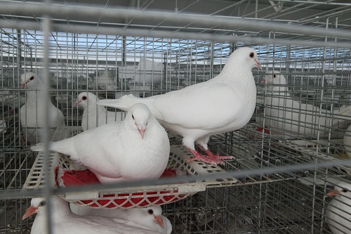 双母蛋鸽的饲养管理技术