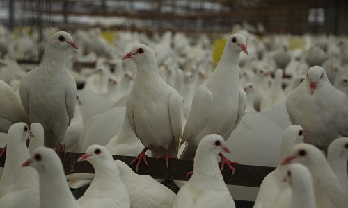 肉鸽养殖购买种鸽需要注意什么？