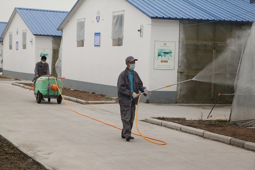 肉鸽养殖场环境卫生的重要性