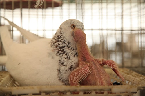 亲鸽哺育的饲养与管理