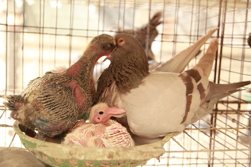 温湿度应激因素对肉鸽养殖带来的影响