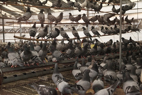 温湿度应激因素对肉鸽养殖带来的影响