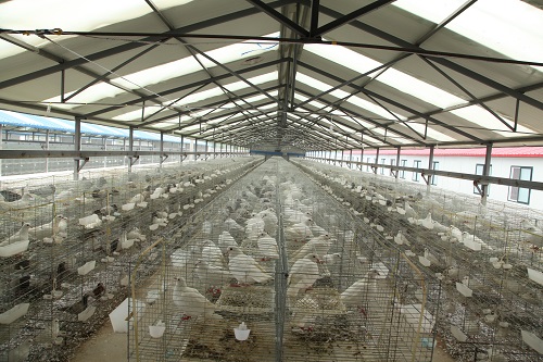 鸽舍降温、通风设备的安装及对鸽子养殖的影响