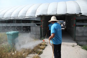 肉鸽养殖场如何建立完善的鸽场、鸽舍卫生