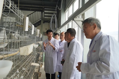 “天成1号肉鸽”配套系培育及健康养殖技术研发项目启动会在天成鸽业召开