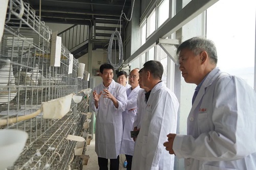 “天成1號肉鴿”配套系培育及健康養(yǎng)殖技術(shù)研發(fā)項目啟動會在天成鴿業(yè)召開