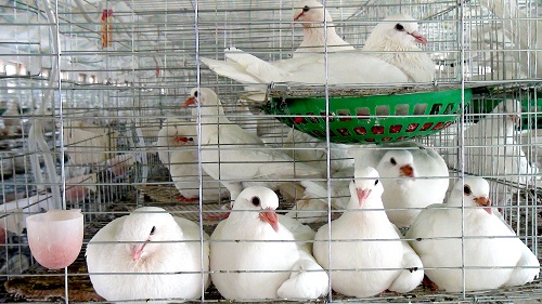 养殖肉鸽引种的一般步骤有哪些？