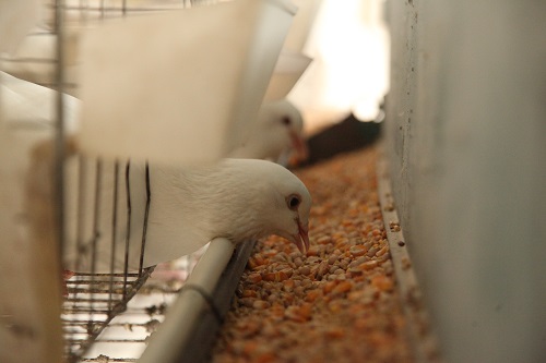 肉鸽饲料的组成和科学配比