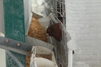 肉鸽因饲料营养不足或比例失调造成产蛋量下降