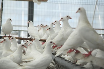 肉鸽养殖原粮成本上涨，我们该不该在饲料上省钱