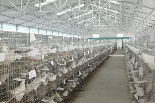 肉鸽养殖场的选址和建设有什么要求？