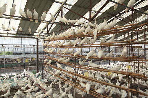 肉鸽养殖场的选址和建设有什么要求？