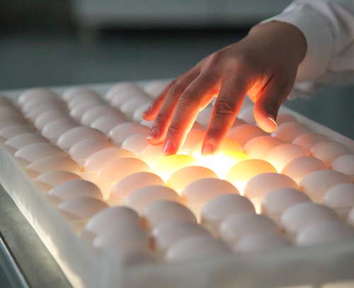 肉鸽养殖种蛋孵化前的消毒方法