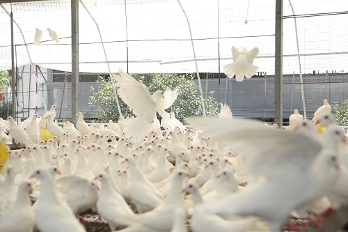 肉鸽养殖中童鸽的选育与饲养