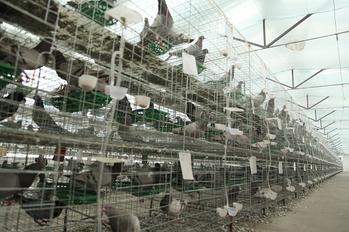 肉鸽养殖中沙门氏菌反复的原因