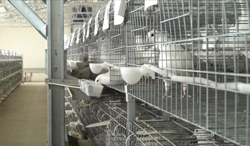 喜讯！天成鸽业入选2022年国家级畜禽养殖标准化示范场