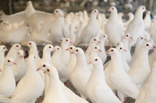 肉鸽养殖防病的关键点